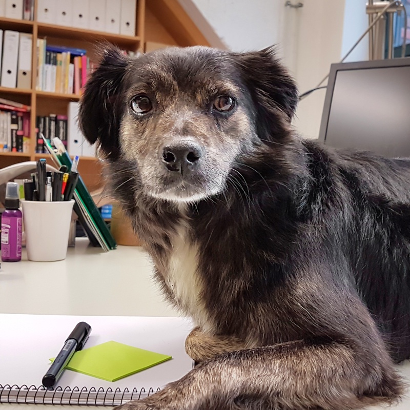 Bürohund Pünktchen